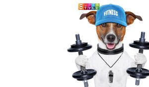 Jack Russell Terrier ready for a workout on a white backdrop