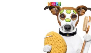 Jack Russell Terrier ready for a spa on a white backdrop