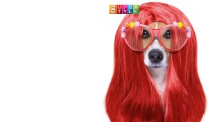 Jack Russell Terrier in a red wig ready to go out on a white backdrop