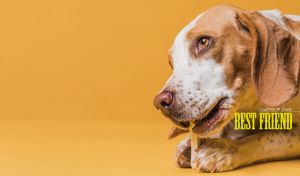 A portrait of a beagle eating a snack on an orange background