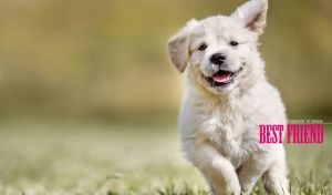A portrait of a running White Swiss Shepherd dog on an olive background