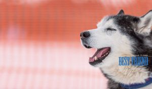 A portrait of a happy husky dog on a red and white gradient background