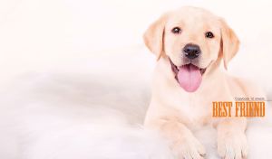A portrait of a happy Labrador Retriever puppy on a pastel white background