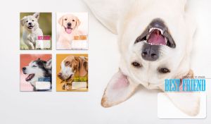 A portrait of a happy Labrador dog on a white background