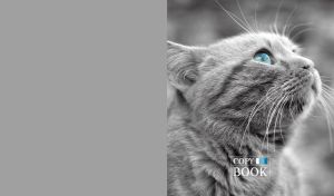 Black-and-white portrait of a blue-eyed kitty on a light gray backdrop