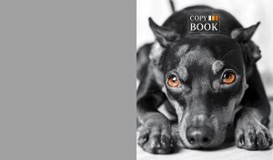 Black-and-white portrait of an amber-eyed pincher on white