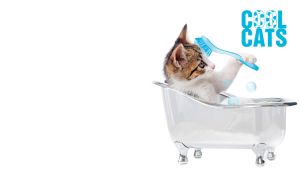 Cool Cats | Playful Charms in Whimsical Scenarios | on White