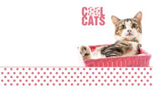 Kitten in a pink basket on a white backdrop with pink polka dot footer