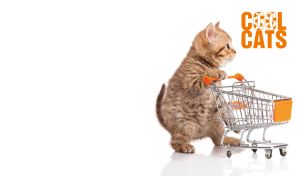 Kitten with a shopping cart on a white backdrop