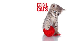 Kitten playing with a red yarn ball on a white backdrop