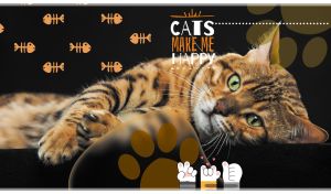 Close-up of a red Bengal cat against black background