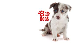 A Border Collie puppy isolated on white backdrop with red paw print