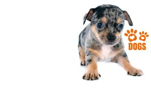 A Beauceron puppy isolated on white backdrop with orange paw print