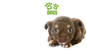 A Long Haired Chihuahua puppy isolated on white backdrop with green paw print