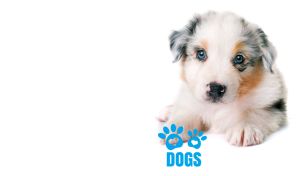 An Australian Shepherd puppy isolated on white backdrop with blue paw print