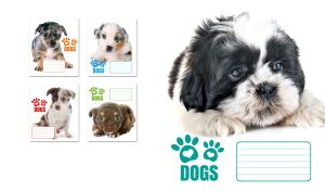 A Shih Tzu puppy isolated on white backdrop with teal paw print