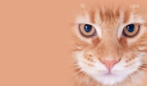 A closeup portrait of a red and white tabby cat on a beige red backdrop