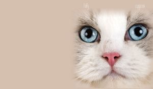 A closeup portrait of a blue-eyed white cat on a beige backdrop