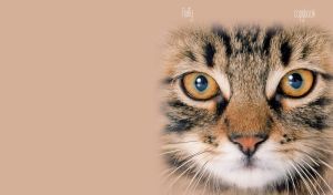 A closeup portrait of a shorthair tabby cat on a sand beige backdrop