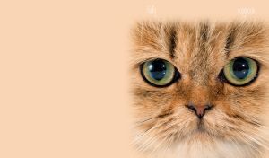 A closeup portrait of a green-eyed Persian cat on a beige backdrop