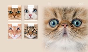 A closeup portrait of a blue-eyed Persian cat on a light beige backdrop