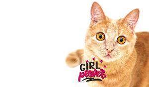Girl Power | She-Cat Portraits on Soft Pastel Backdrops