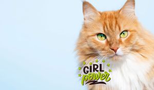 A closeup portrait of a white and red female cat on a pastel blue backdrop