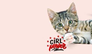 A closeup portrait of a tabby female cat on a pastel beige-pink backdrop