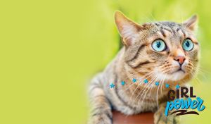 A closeup portrait of a tabby female cat on a lime yellow backdrop