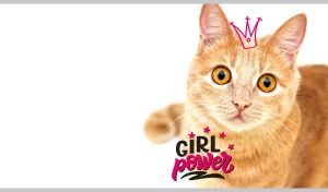 Red kitty with big amber eyes in a hand-drawn crown on white