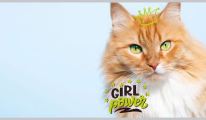 A fluffy red kitty with big green eyes in a hand-drawn crown on pastel blue