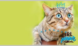 A tabby kitty with big blue eyes in a hand-drawn crown on yellow-green