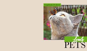 Portrait of a British shorthair with a butterfly on its nose on light beige