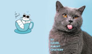 Funny grey British Shorthair sticking out its tongue on a pastel blue backdrop