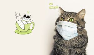 Funny Siberian cat wears a face mask on a pastel green backdrop