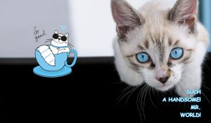 Sneaky blue-eyed Ojos Azules cat against a white and black backdrop