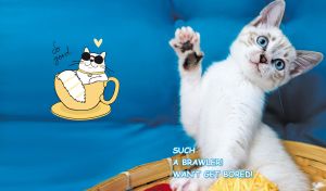 Funny blue-eyed Ojos Azules holds up its paw against a blue backdrop