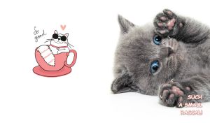 Cute Russian Blue kitten holds up its paws against a white backdrop