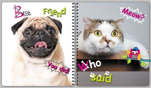 Calico cat and Pug having fun on the covers of a spiral notebook