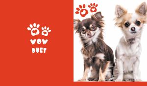 Wow Duet | Canine Duo Portraits with Heart-Shaped Paw Stencils