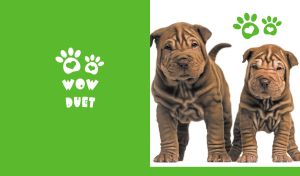 Shar Pei duo on a white backdrop with green heart-shaped paw print