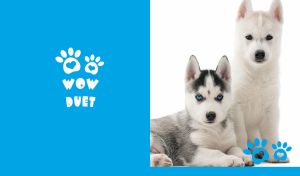 Siberian Husky duo on a white backdrop with blue heart-shaped paw print