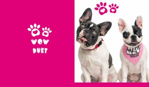 French Bulldog duo on a white backdrop with fuchsia heart-shaped paw print