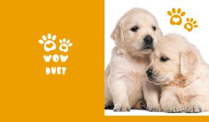 Golden Retriever duo on a white backdrop with orange heart-shaped paw print