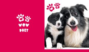 Border Collie duo on a white backdrop with red-pink heart-shaped paw print