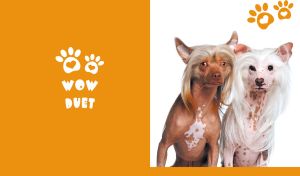 Chinese Crested duo on a white backdrop with orange heart-shaped paw print