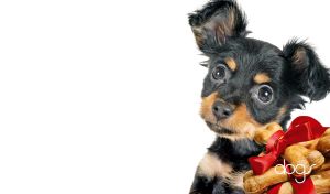 Barking Fun | Puppies and Canine Chew Delights with Ribbons | on White