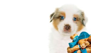 Australian Shepherd puppy and dog chew bones with blue ribbon on white