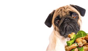 Pug puppy and dog chew bones with green ribbon on white