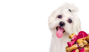 Maltese puppy and dog chew bones with pink ribbon on white